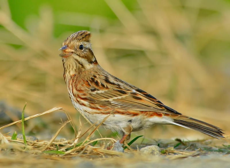 点击大图看下一张：田鹀图片
