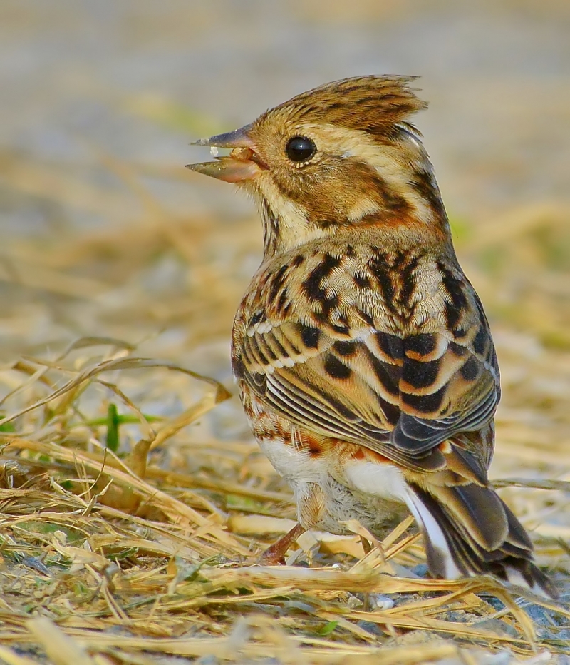 点击大图看下一张：田鹀图片