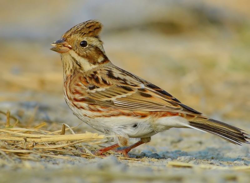 点击大图看下一张：田鹀图片