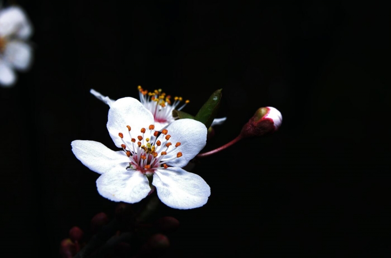 点击大图看下一张：白色的梅花图片