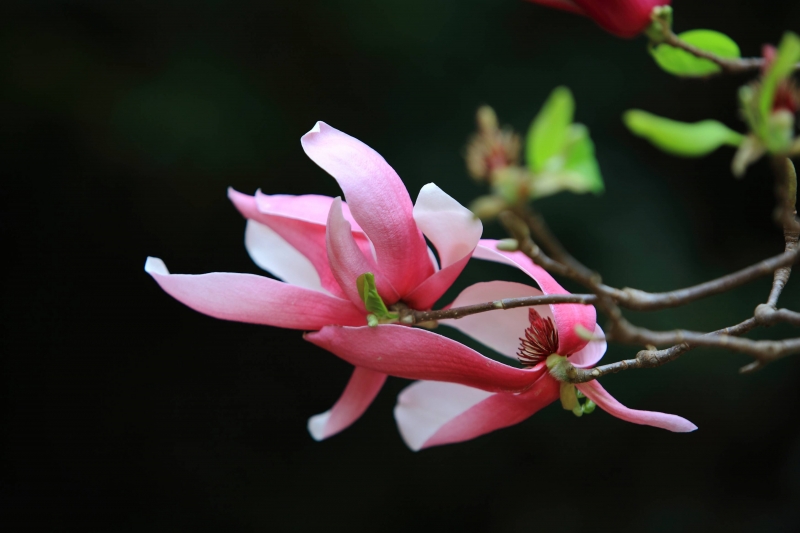 点击大图看下一张：粉色玉兰图片