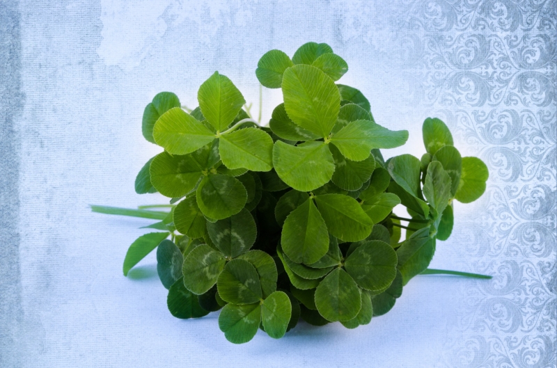 点击大图看下一张:绿色三叶草图片