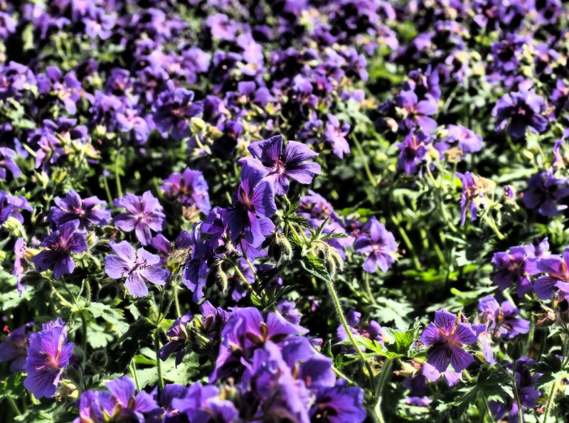 点击大图看下一张：优雅的天竺葵图片