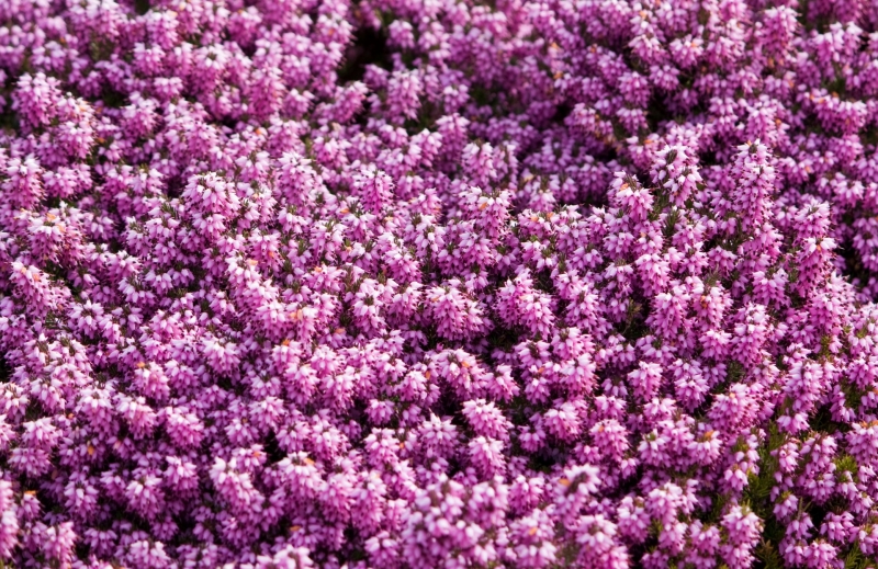 点击大图看下一张：紫色欧石楠图片