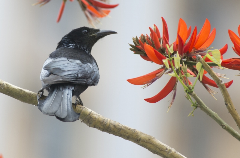 点击大图看下一张：发冠卷尾图片
