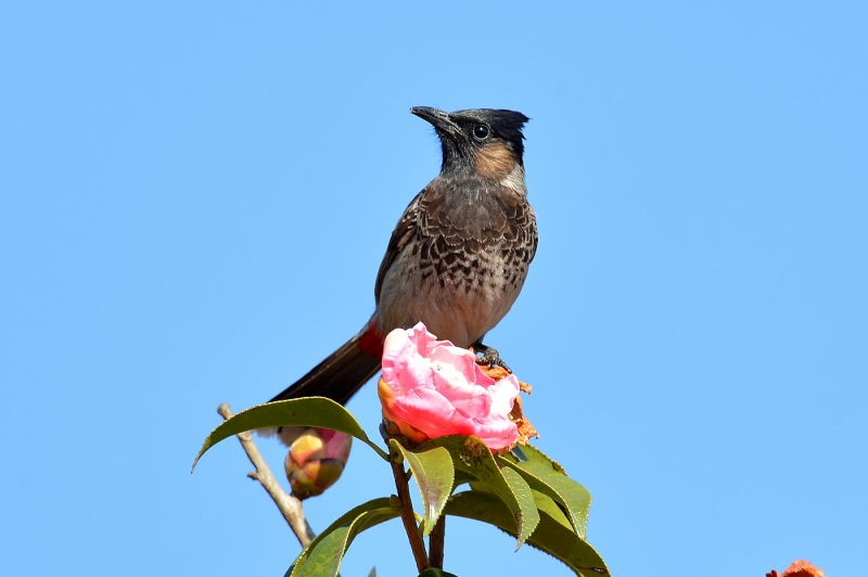 点击大图看下一张：黑喉红臀鹎图片