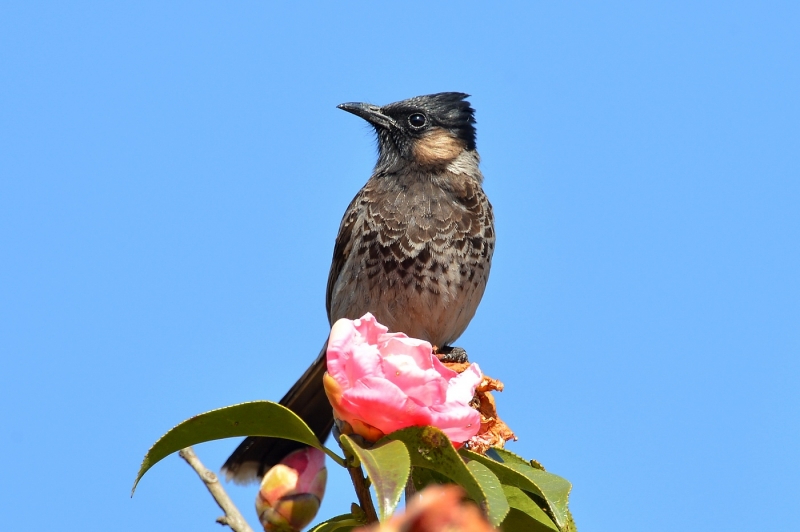 点击大图看下一张：黑喉红臀鹎图片