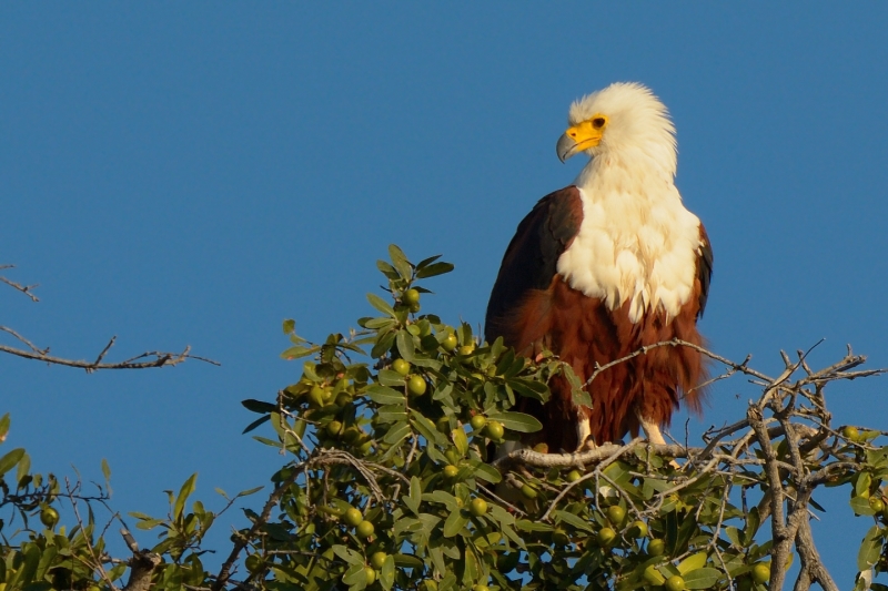 点击大图看下一张：吼海雕图片