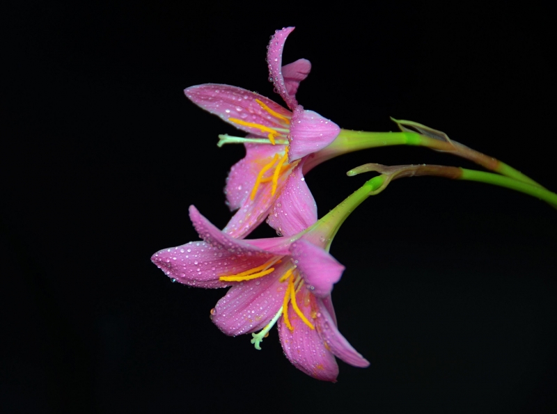 点击大图看下一张：粉红百合花图片