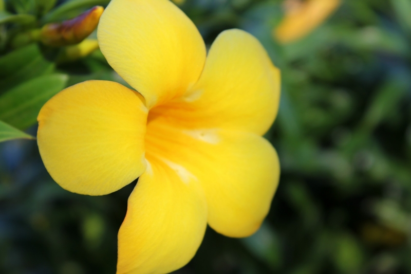 点击大图看下一张:黄花酢浆草图片