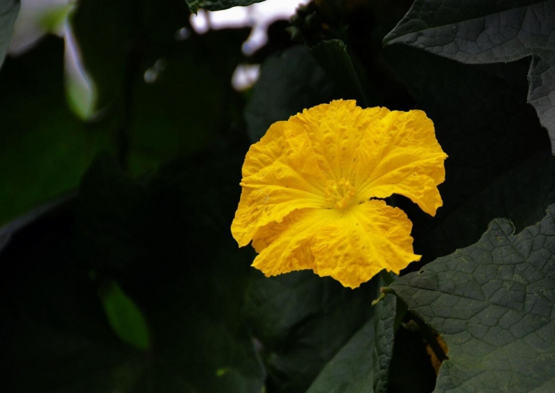 点击大图看下一张：黄色丝瓜花图片