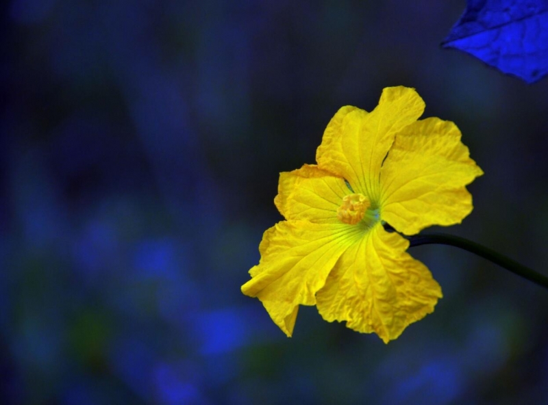 点击大图看下一张：黄色丝瓜花图片