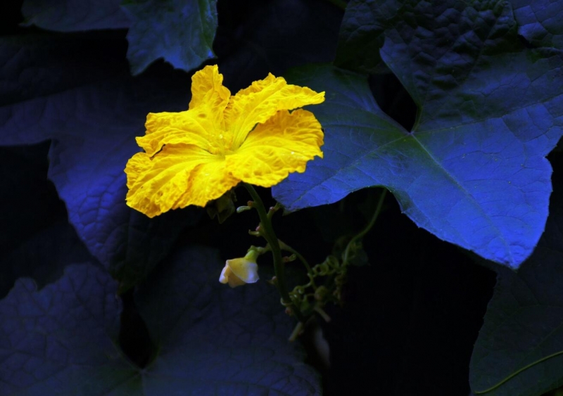 点击大图看下一张：黄色丝瓜花图片