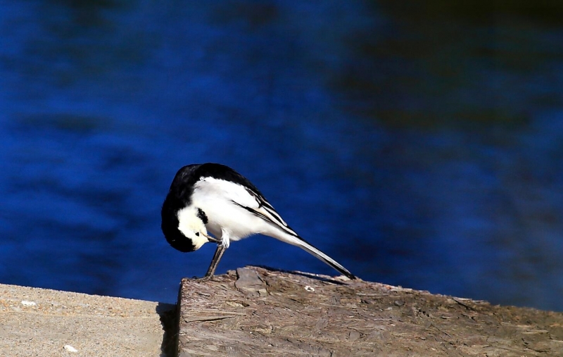 点击大图看下一张：呆呆的白鹡鸰图片