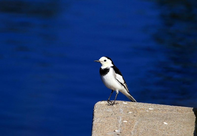 点击大图看下一张:呆呆的白鹡鸰图片