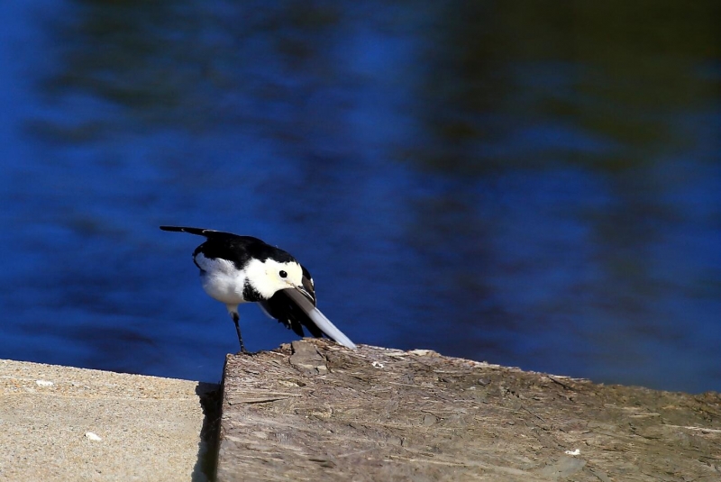 点击大图看下一张:呆呆的白鹡鸰图片
