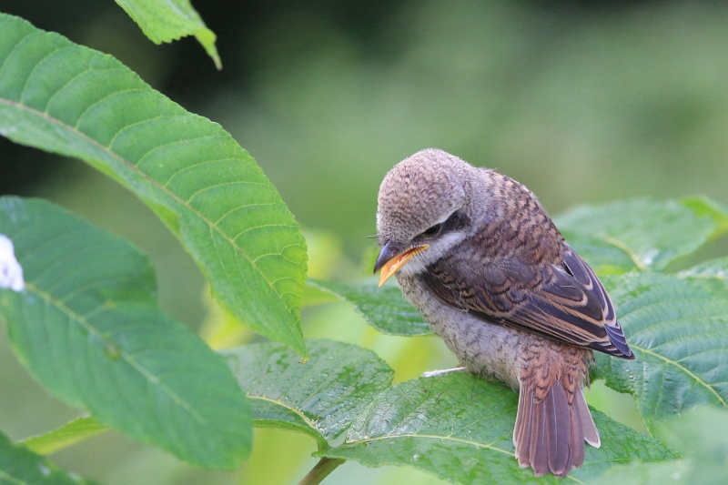点击大图看下一张：可爱的伯劳鸟图片