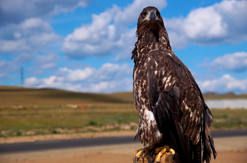 点击大图看下一张：蒙古猎鹰图片