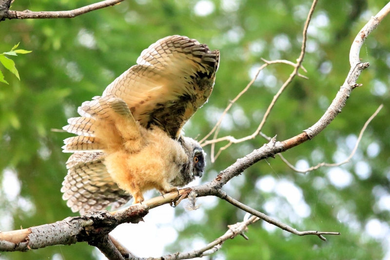 点击大图看下一张：凶猛的长耳鸮鸟图片