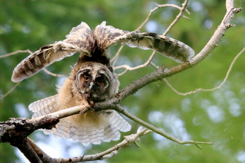 点击大图看下一张：凶猛的长耳鸮鸟图片