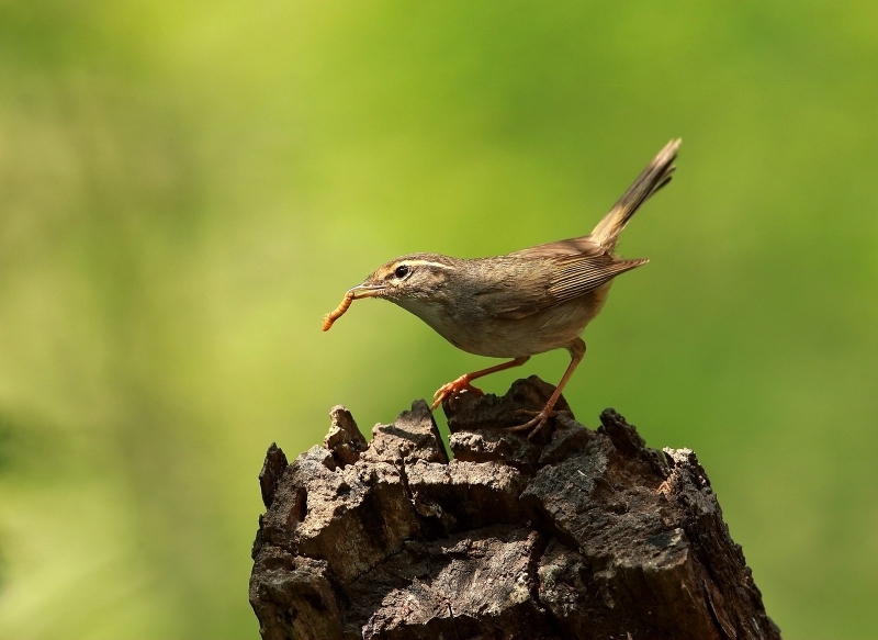 点击大图看下一张：朽木桩上的巨嘴柳莺图片