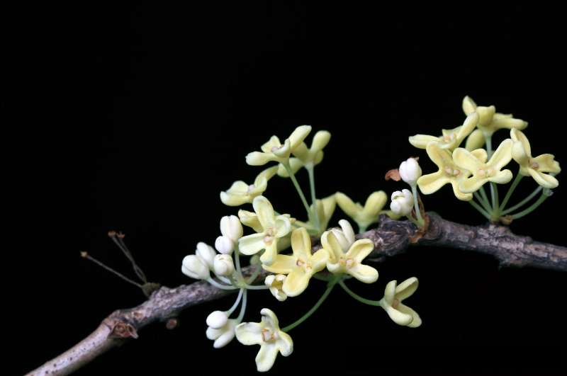 点击大图看下一张：淡黄色的桂花图片