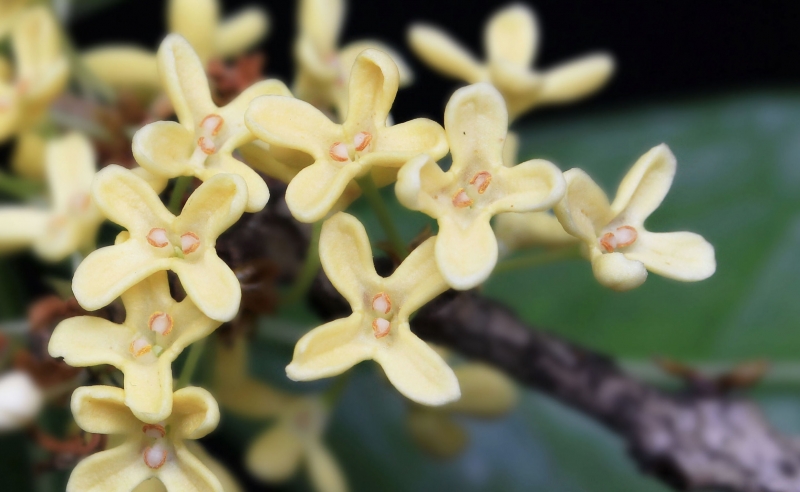 点击大图看下一张：淡黄色的桂花图片