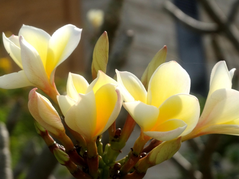 点击大图看下一张：鸡蛋花图片