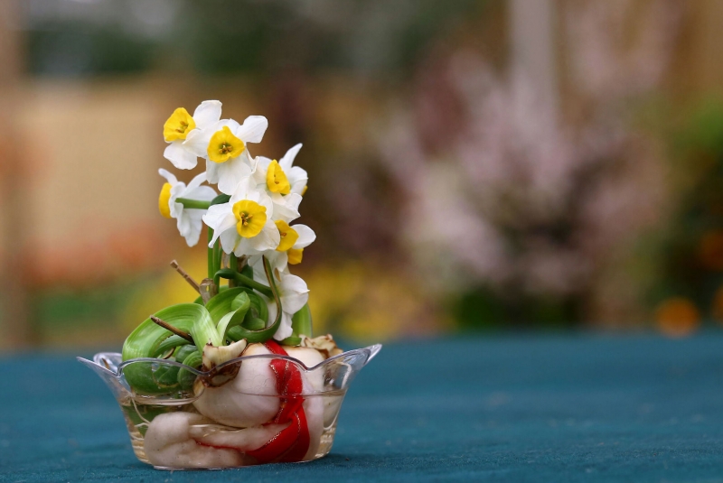 点击大图看下一张：水仙花盆景图片
