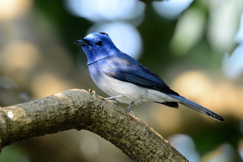 点击大图看下一张：黑枕王鶲图片