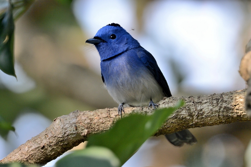 点击大图看下一张：黑枕王鶲图片