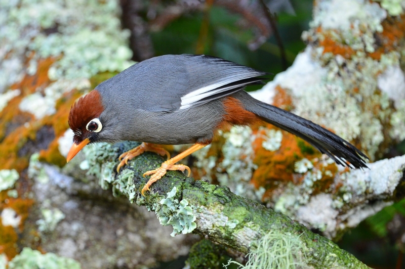 点击大图看下一张：可爱的红头噪鹛鸟图片