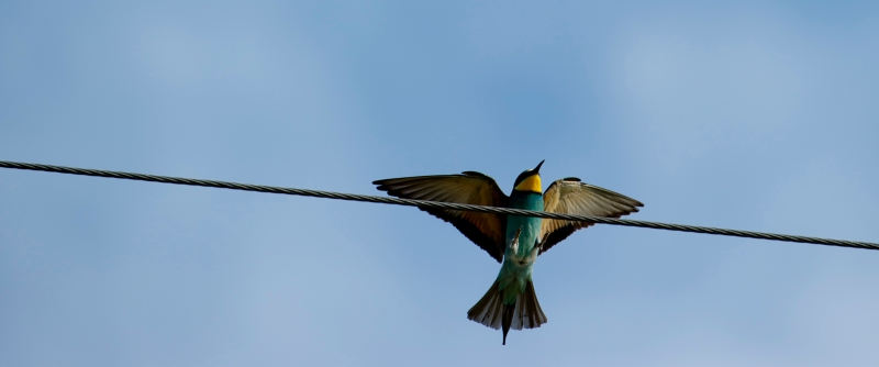 点击大图看下一张：可爱的黄喉蜂虎鸟图片