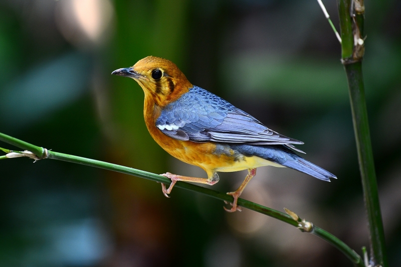 点击大图看下一张：竹枝上的橙头地鸫