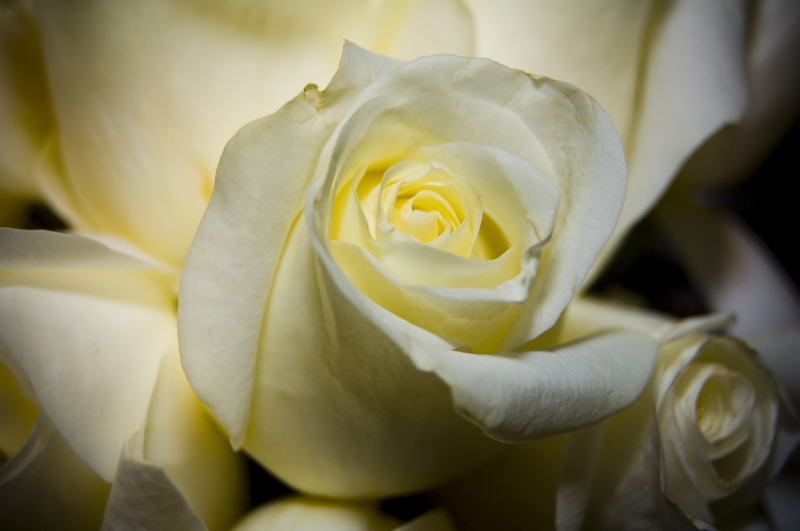 点击大图看下一张：纯洁的白玫瑰图片