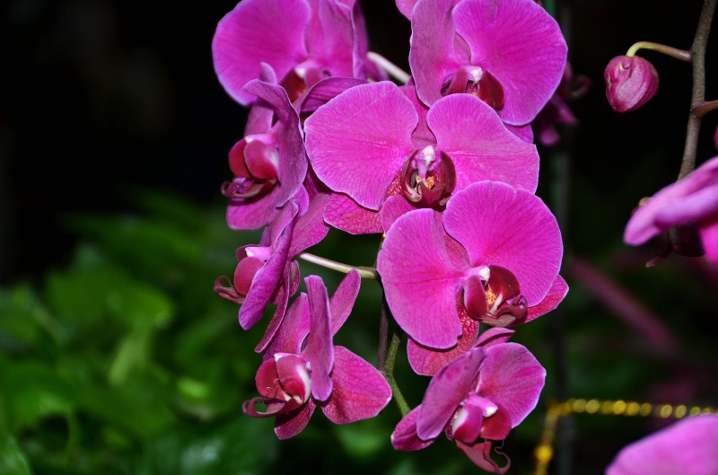 点击大图看下一张：各种颜色的蝴蝶兰图片