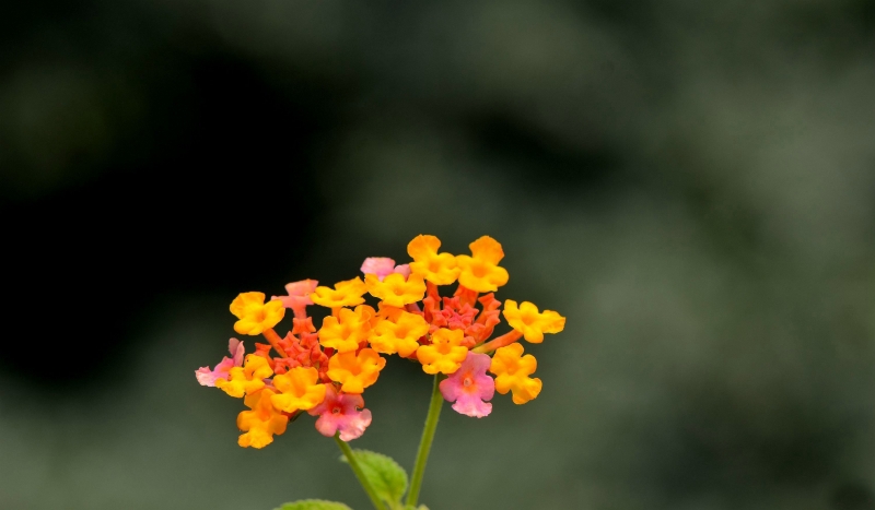 点击大图看下一张：五色梅图片