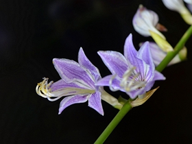 紫色的玉簪花图片