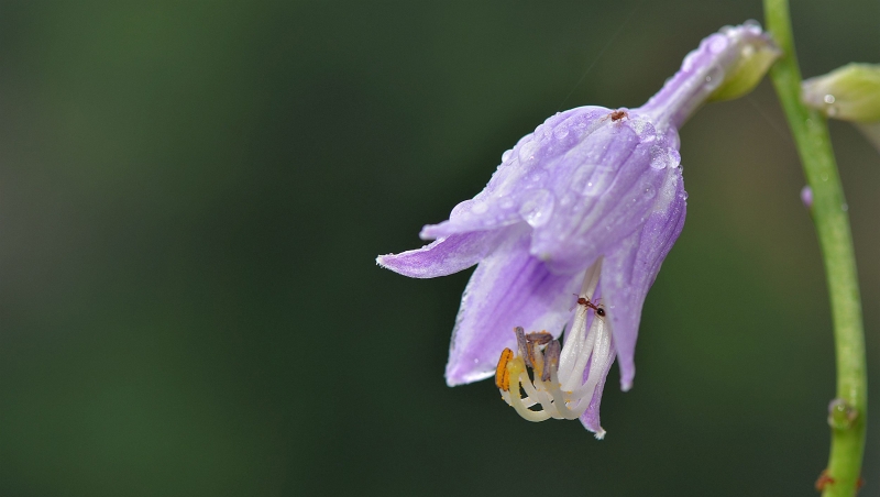 点击大图看下一张：紫色的玉簪花图片