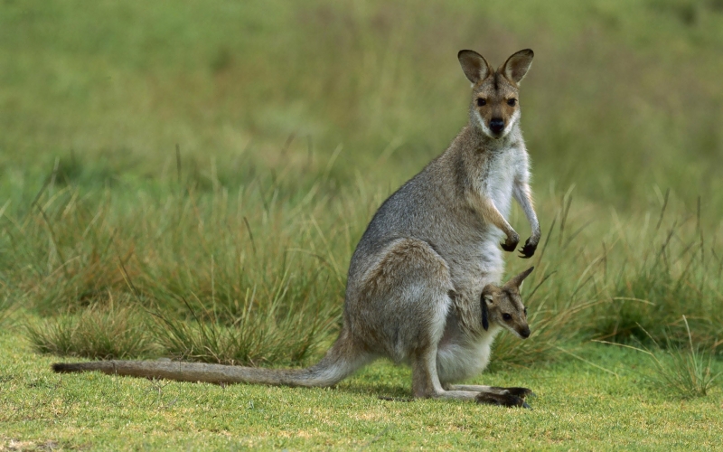 点击大图看下一张：澳洲袋鼠图片