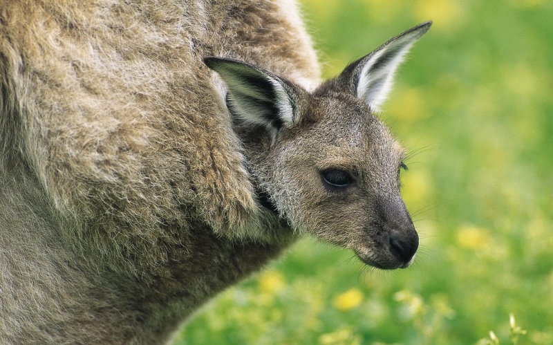 点击大图看下一张：澳洲袋鼠图片