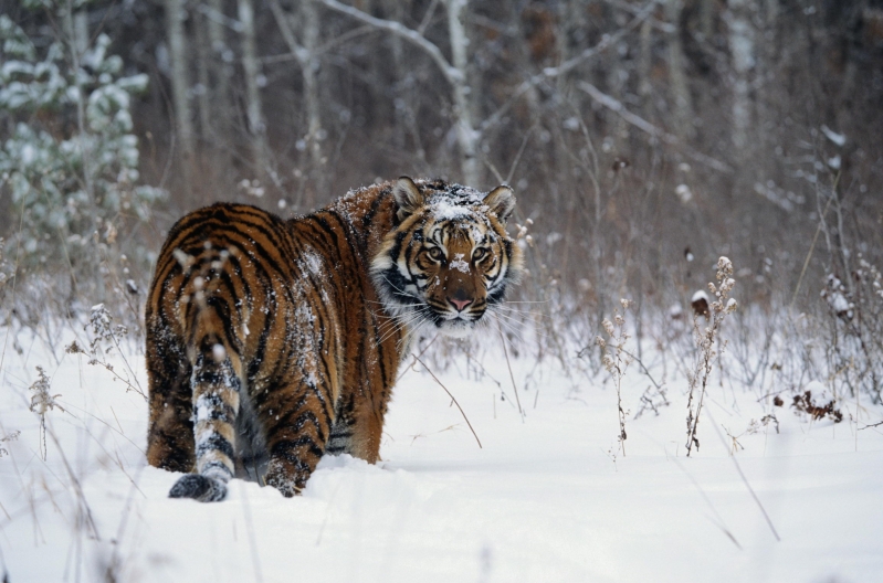 点击大图看下一张：雪地里的老虎图片