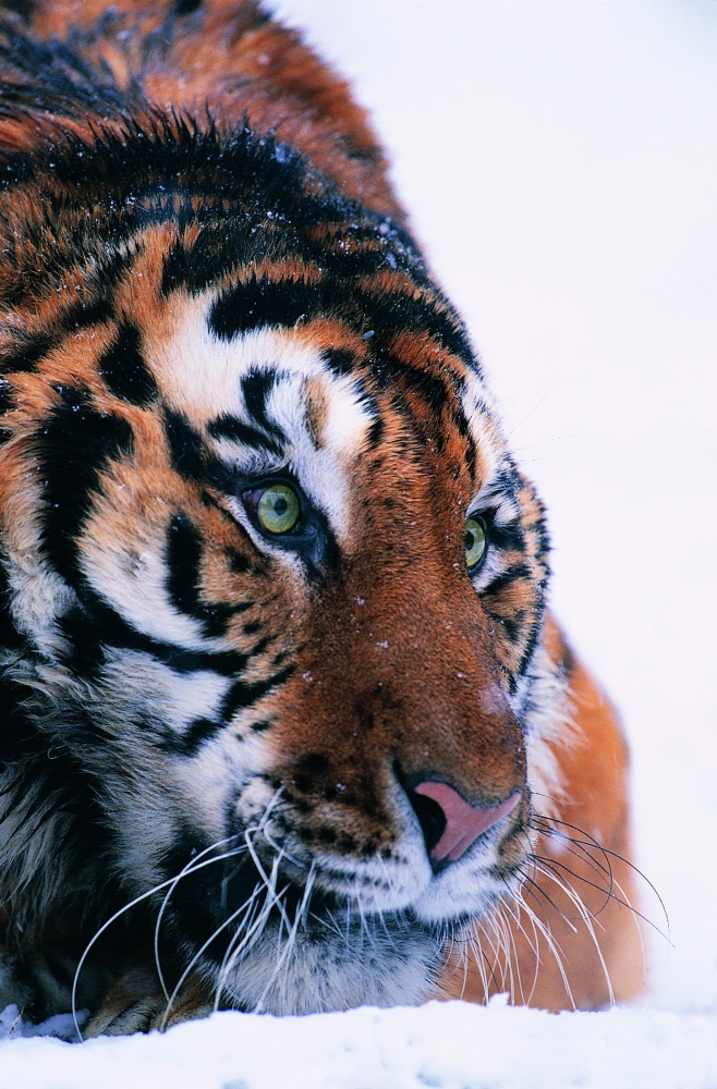 点击大图看下一张：雪地里的老虎图片