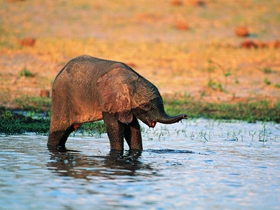 野生大象嬉水图片
