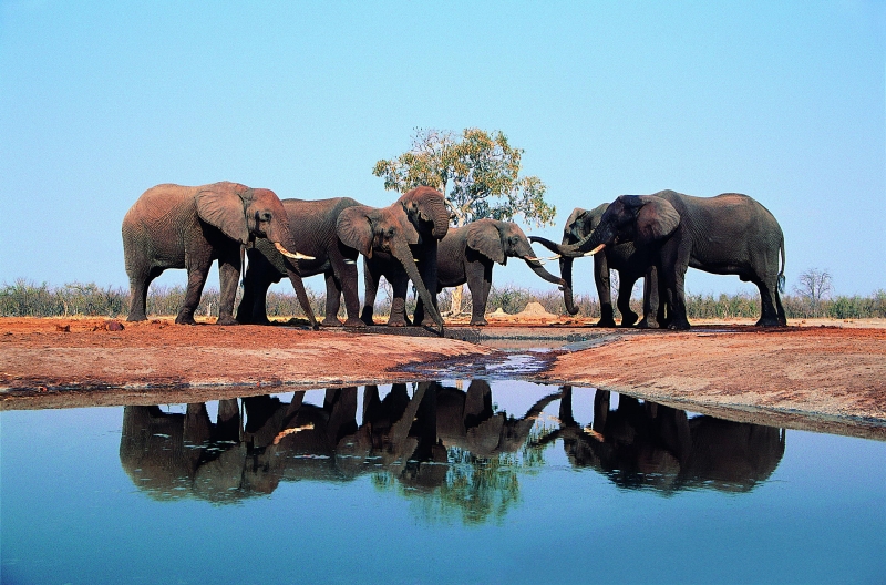 点击大图看下一张：野生大象嬉水图片