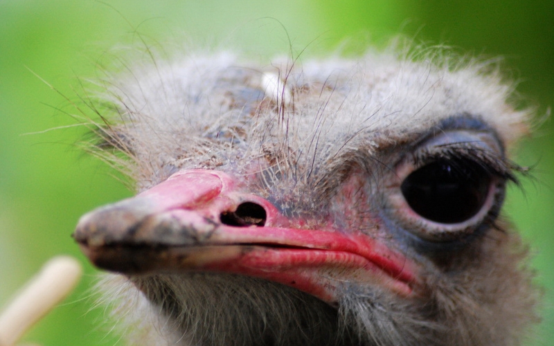 点击大图看下一张：野生鸵鸟图片