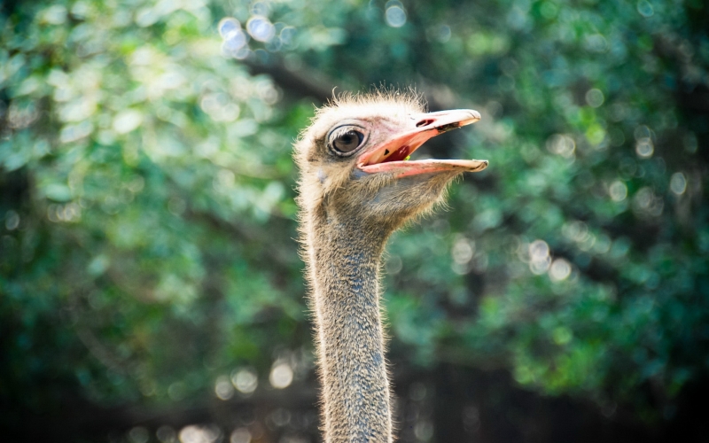 点击大图看下一张：野生鸵鸟图片