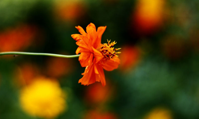 点击大图看下一张：橙色硫华菊图片