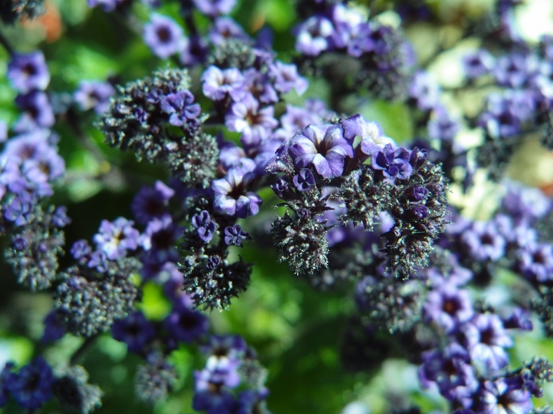 点击大图看下一张：丁香花图片