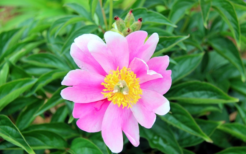 点击大图看下一张：粉色芍药花图片